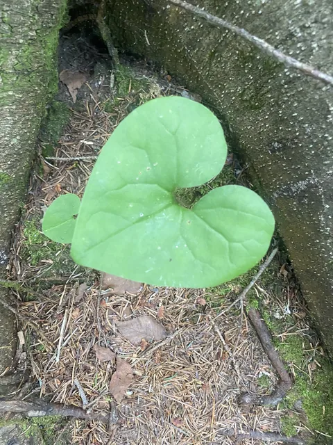 细辛 · Asarum heterotropoides 原植物照片