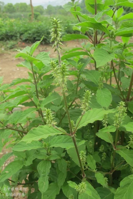 牛膝 · 牛膝